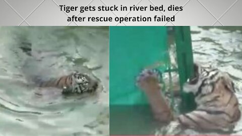 Tiger gets stuck in river