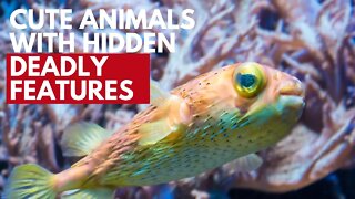 Beautiful Animals with Deadly Hidden Deadly Features