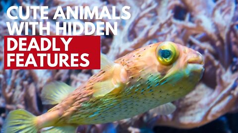 Beautiful Animals with Deadly Hidden Deadly Features