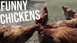 What Happens When Chickens Drink Coffee!?!?!/ 1 minute of funny chickens!