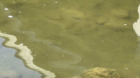 What type of fish are these neon green tail fin minnows