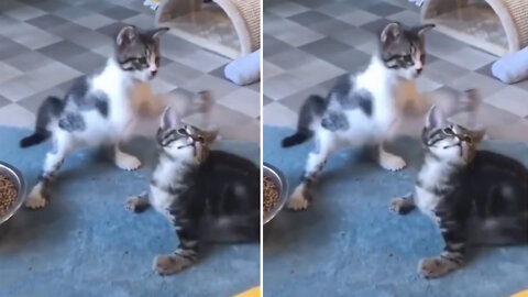 Cute Cat playing with Rat