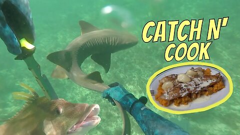 GRABBING a SHARK! and the BEST EVER how to cook HOGFISH recipe {Catch N Cook}