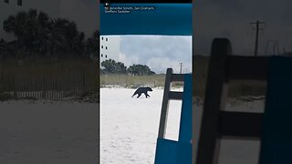 Bear swims to shore on The Beach 😳#trending #bears #animals #animal #pets #pet #petlover #beach #fun