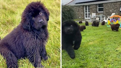Adorable puppy get steamrolled by older Newfie cousin