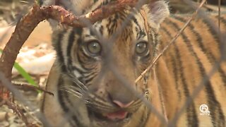 'Tiger Trio' explore their new habitat at Palm Beach Zoo