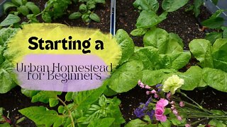 Starting a Urban Homestead for Beginners