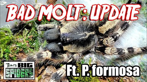 BAD MOLT Update ft. Poecilotheria formosa