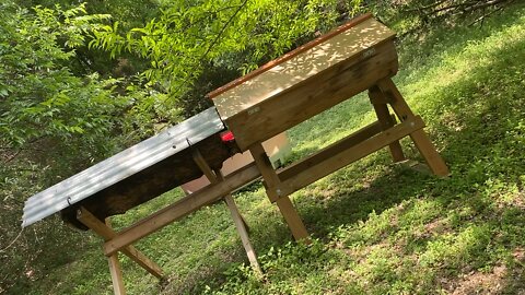 Clear Creek Limb swarms to Austin top bar hive. Swarms are a blessing, and now I have two colonies.