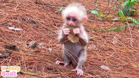 Cute baby monkey teases the goat