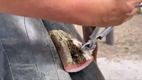 LONG HOOVES on ARABIAN STUD Horse Restoration-9