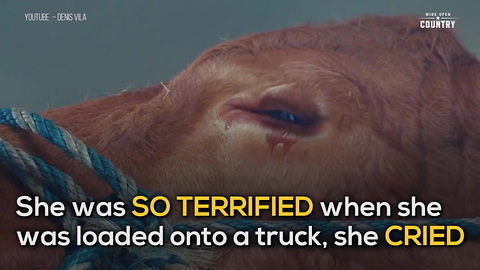 Terrified Cow Surprised By New Home