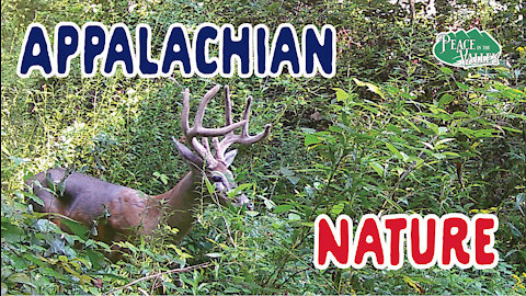 Episode 40: Appalachian Nature - Stunningly Beautiful and Peacefully Serene!