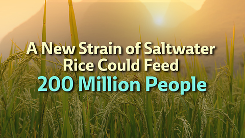 A New Strain of Saltwater Rice Could Feed 200 Million People
