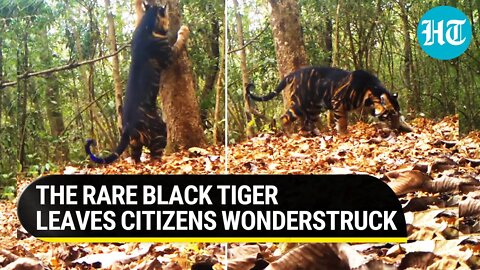 Rare Black Tiger seen marking its territory in Odisha National Park | Video breaks the internet