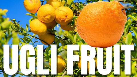 🌾 Explore the Unique Ugli Fruit Garden and Its Exotic Wonders! | Village Vibes 🏡