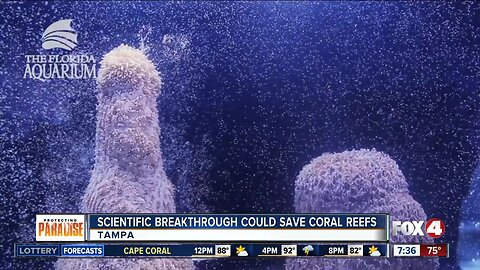 Scientific breakthrough at Florida Aquarium could save America's 'Great Barrier Reef'