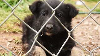 Puppy rescued from miserable puppy mill gets love and learns how to walk again