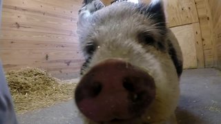 A pet pig available for adoption at the SPCA