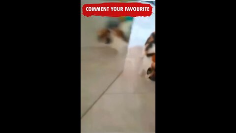 Funny pets videos