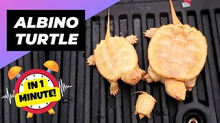 Snapping Turtle - In 1 Minute! 🐢 One Albino Animal You Have Never Seen | 1 Minute Animals