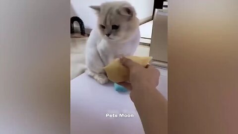 New cat Funny video 😂