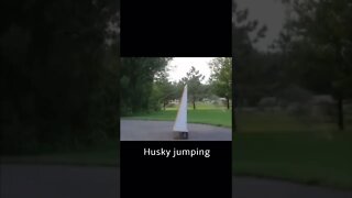 Husky Jumping Fail