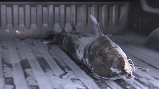 Sturgeon spearing season kicks off; experts say water clarity is great this year