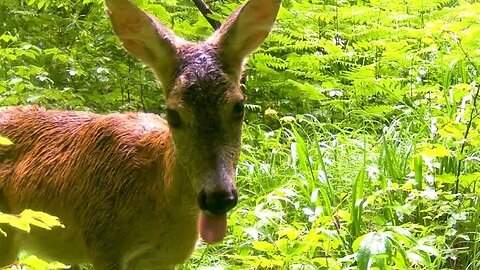 Deers of summer 2023 | Trail camera | Wild life | Deer |
