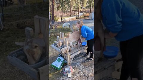 #homesteadlife #homestead #goatmilk #goats #dairygoats #simplelife #smallfarm