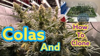 Big ol colas - Cutting clones for breeding - Mars Hydro Grow