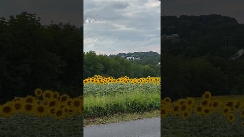 Exploring Lancaster county Pennsylvania on a motorcycle: beautiful field of Sunflowers