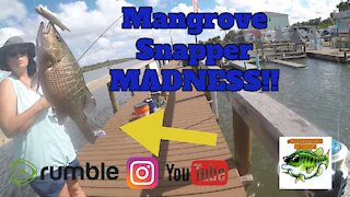 Mangrove Snapper MADNESS!!