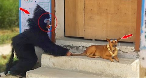 Enjoy Some Fun Scenes Of Fake Gorillas and Dogs Panks