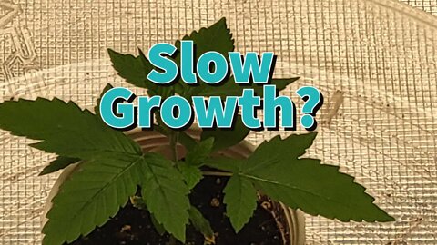 Slow Growth? #MarsHydro #TSW2000 #RootedLeaf