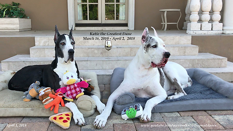 Goodbye Katie the Great Dane: Forever in our hearts