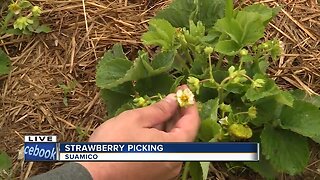 strawberry picking in Suamico