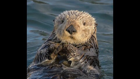 Cannot get over it, why are otters so cute