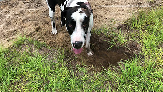 Great Dane gets caught in the act digging up irrigation