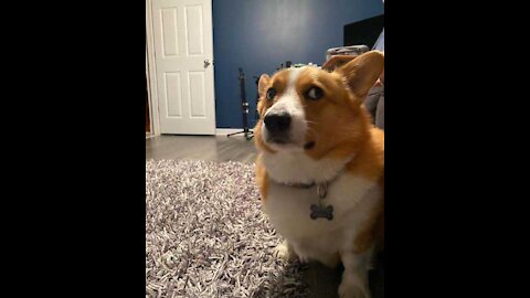 Hidden Camera Captures Corgi Doing Something Odd In The Room