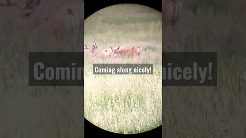 Coming along nicely! #deer #deerhunting #hunting #velvet #antlers #shortsvideo #wyoming #bucks