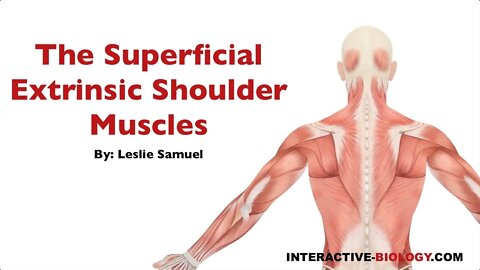 087 The Superficial Extrinsic Shoulder Muscles