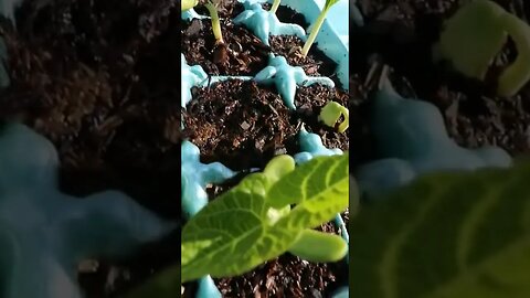 How to grow from seeds year round.