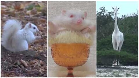 Albino animals: a rare and exotic beauty