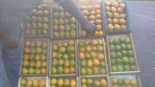 SOUTH AFRICA - Durban - Mango sellers on the freeway (Videos) (9tE)