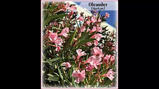 Oleander Plant: Toxic Plant for Pets & Humans /Oleandrin is Poison! Shirley Bovshow