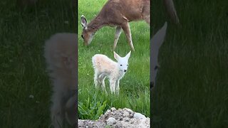 Cutest baby deer you’ll ever see