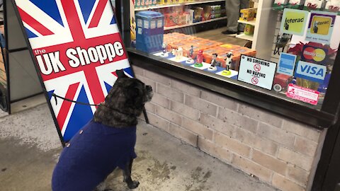 Bulldog is fascinated by bobbleheads in store window