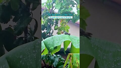Time flies, but take control of it. #viral #gardening #plants #shorts GreenMangoes #family #grow