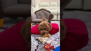 😂 cute dog video 😂, part 116 #shorts